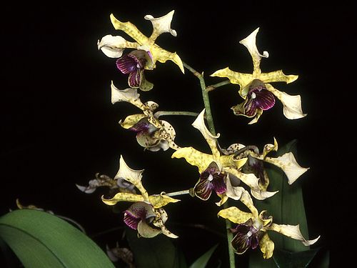 Dendrobium atroviolaceum